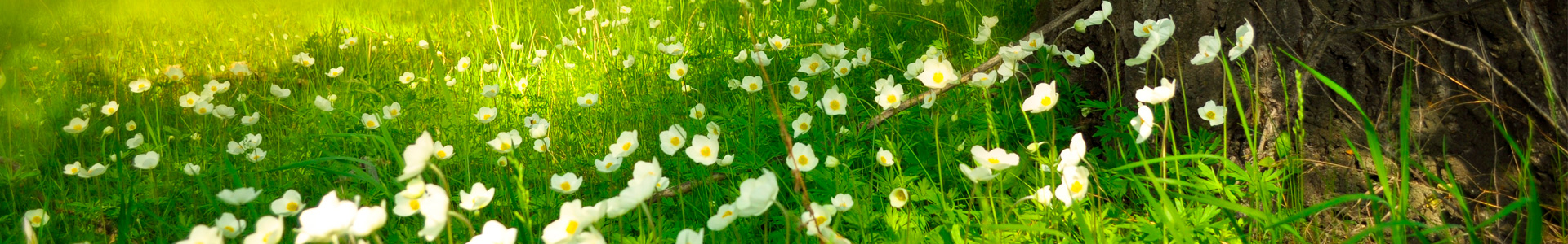 White Rose